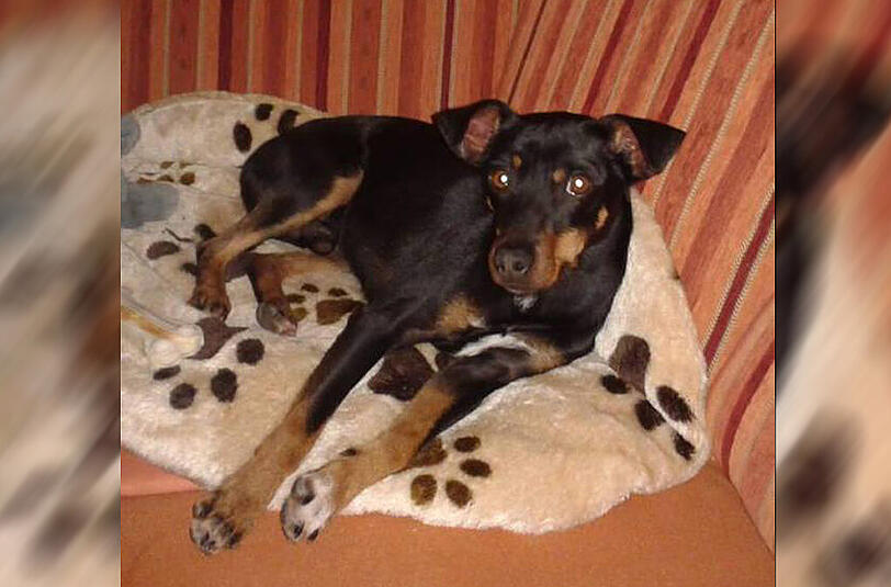 Der kleine Ratero-Pinscher-Mischling "Benschi" (2) wird seit Anfang Juli vermisst. Jetzt bittet seine Besitzerin die AZ-Leser um Hilfe.