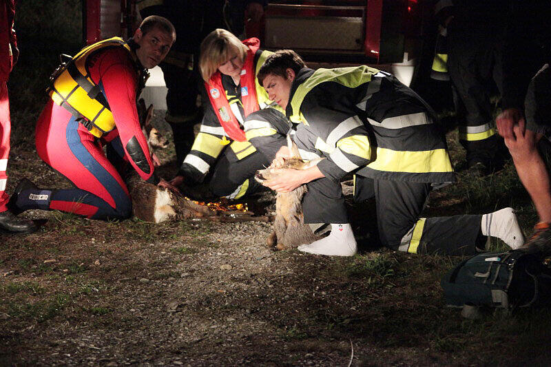 Feuerwehr und Wasserwacht retteten die Rehe aus dem wWsser und brachten sie zum Aufwärmen in eine Scheune.