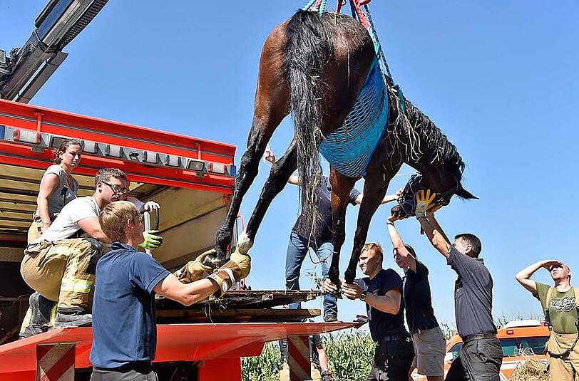 Das Pferd wurde erst ruhig gestellt und dann mittels Seilwinde gerettet.