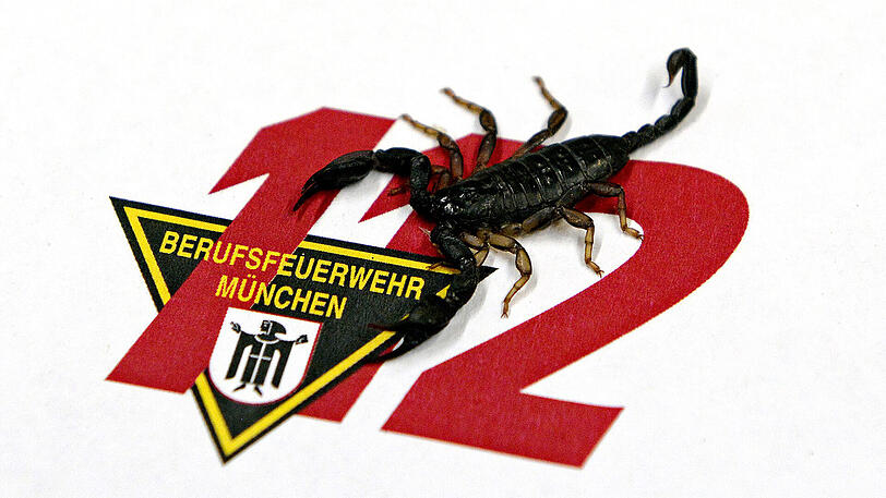 Der Skorpion durfte eine Nacht bei der Münchner Feuerwehr verbringen. Nun soll er in die Reptilienauffangstation gebracht werden.