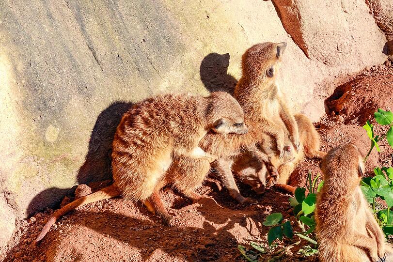 Zwei Erdmännchen vergnügen sich miteinander bei Sonnenschein. Foto: Bernd Wackerbauer