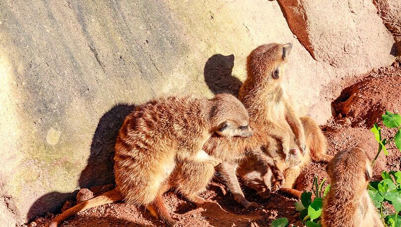 Zwei Erdmännchen vergnügen sich miteinander bei Sonnenschein. Foto: Bernd Wackerbauer Zwei Erdmännchen vergnügen sich miteinander bei Sonnenschein. Foto: Bernd Wackerbauer