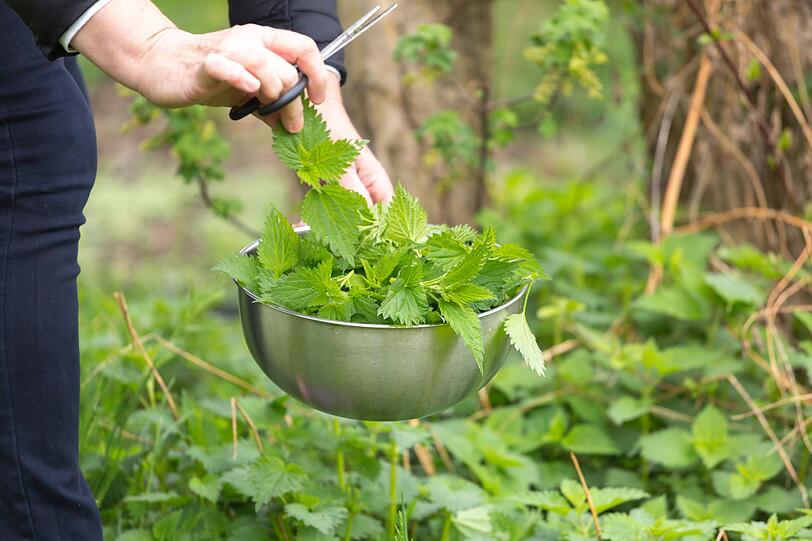 Wer schon mal als Kind durch Wald und Wiesen gestreunt ist, hat bestimmt auch unangenehme Bekanntschaft mit der Brennnessel gemacht. Als getrocknete Heilpflanze (zum Beispiel zu Tee verarbeitet) hilft sie hingegen sehr gut gegen Blasenentzündungen. Außerdem lindert sie Menstruationsbeschwerden und Rheumaerkrankungen und ist eine 1A-Detox-Waffe. Wer schon mal als Kind durch Wald und Wiesen gestreunt ist, hat bestimmt auch unangenehme Bekanntschaft mit der Brennnessel gemacht. Als getrocknete Heilpflanze (zum Beispiel zu Tee verarbeitet) hilft sie hingegen sehr gut gegen Blasenentzündungen. Außerdem lindert sie Menstruationsbeschwerden und Rheumaerkrankungen und ist eine 1A-Detox-Waffe.