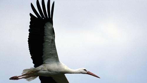 Der Klapperstorch bringt sich selbst immer mehr Babys. Der Klapperstorch bringt sich selbst immer mehr Babys.