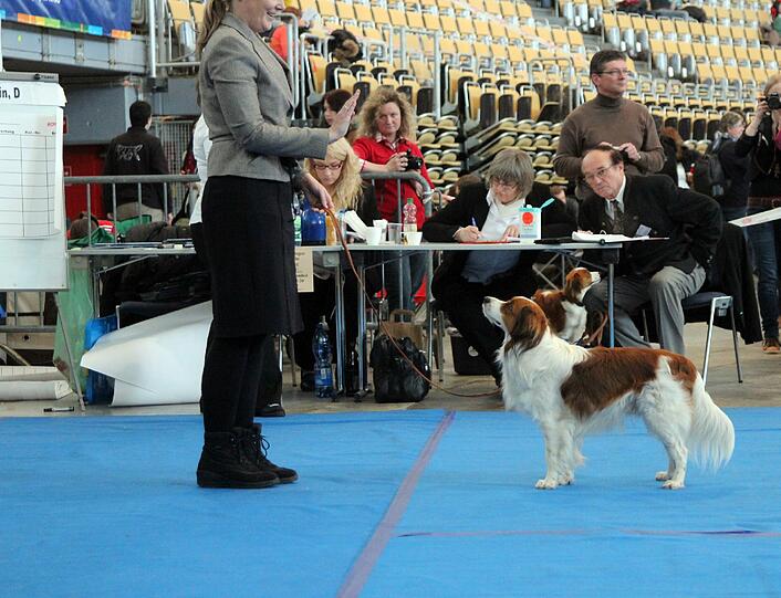 Der niederländische Kooikerhondje, hier bei der Bewertung, wurde traditionell zur Entenjagd eingesetzt.