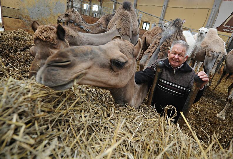 Feuer-Drama auf einer Farm in Ebhausen: 85 Kamele sterben in den Flammen