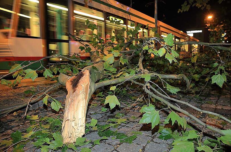 Herabfallende Äste in Magdeburg am 14.08.