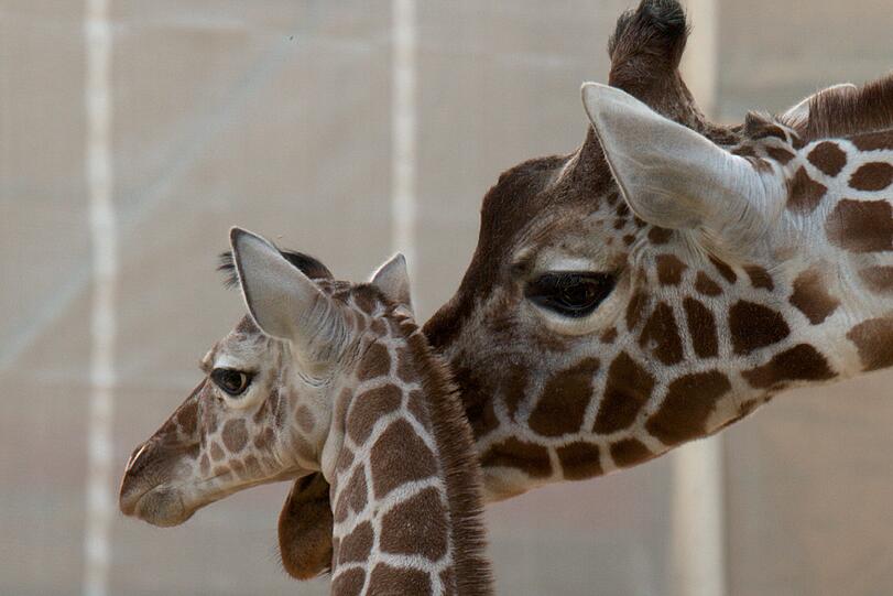 Ein zuckersüßes Giraffenbaby wartet im Tierpark Hellabrunn auf Besucher. Zwei Wochen ist es gerade alt. Hier gibt's schon mal die nettesten Fotos von dem putzigem Tierchen.