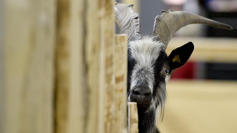 Tierischer Einsatz: Ein Ziegenbock hielt die Polizei in Niederbayern auf Trab.
