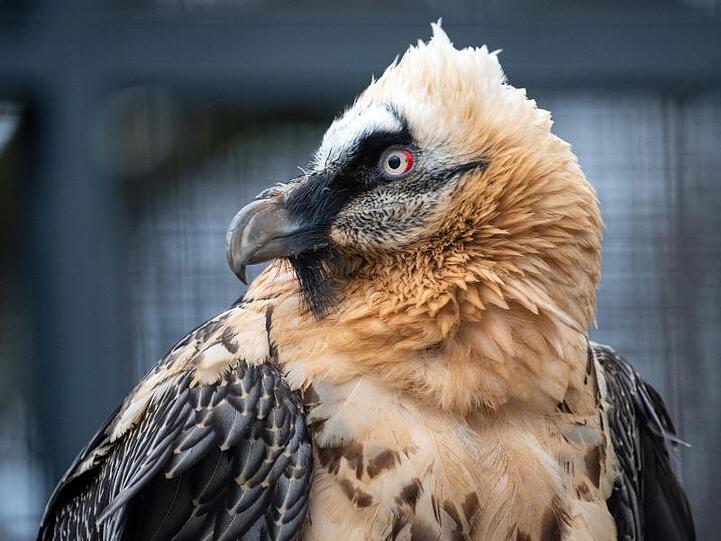 Ein Bartgeier sitzt in seiner Anlage im Berliner Zoo. Foto: Monika Skolimowska/zb/dpa/Archivbild