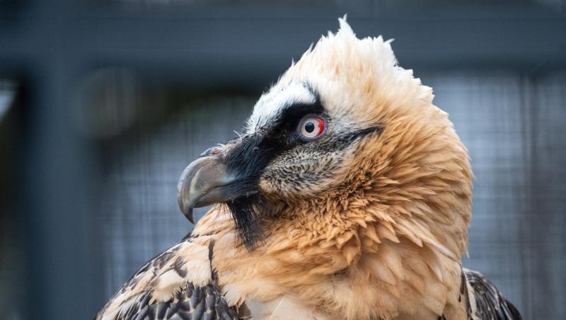 Ein Bartgeier sitzt in seiner Anlage im Berliner Zoo. Foto: Monika Skolimowska/zb/dpa/Archivbild Ein Bartgeier sitzt in seiner Anlage im Berliner Zoo. Foto: Monika Skolimowska/zb/dpa/Archivbild