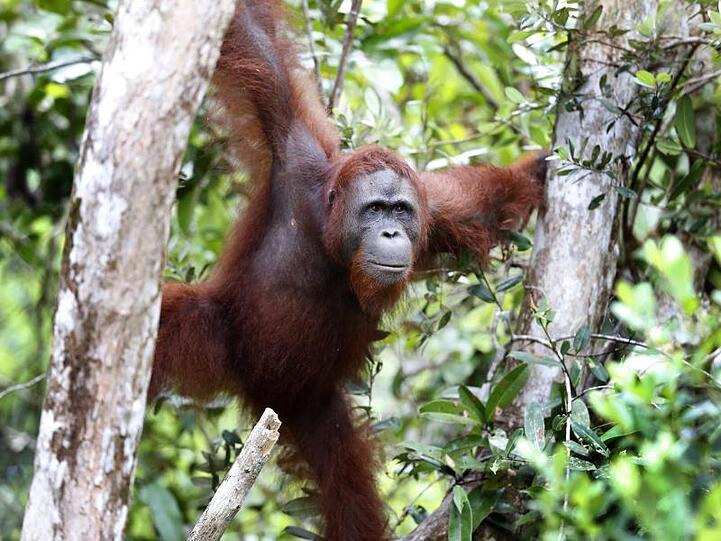 Ein Orang-Utan klettert zwischen Bäumen im Tanjung Puting National Park in Kalimantan auf Borneo. Allein in den vergangenen zwei Jahren wurden auf der Insel zur Gewinnung von Palmöl 70.000 Hektar Regenwald gerodet.