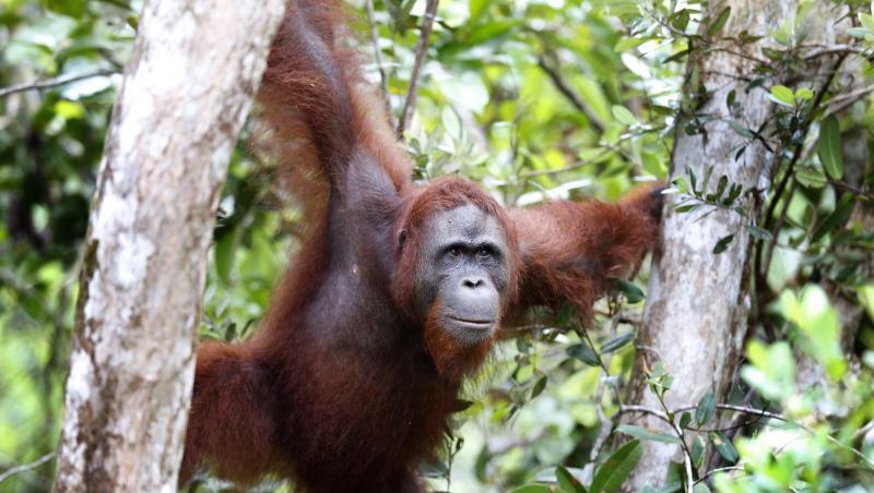 Ein Orang-Utan klettert zwischen Bäumen im Tanjung Puting National Park in Kalimantan auf Borneo. Allein in den vergangenen zwei Jahren wurden auf der Insel zur Gewinnung von Palmöl 70.000 Hektar Regenwald gerodet.