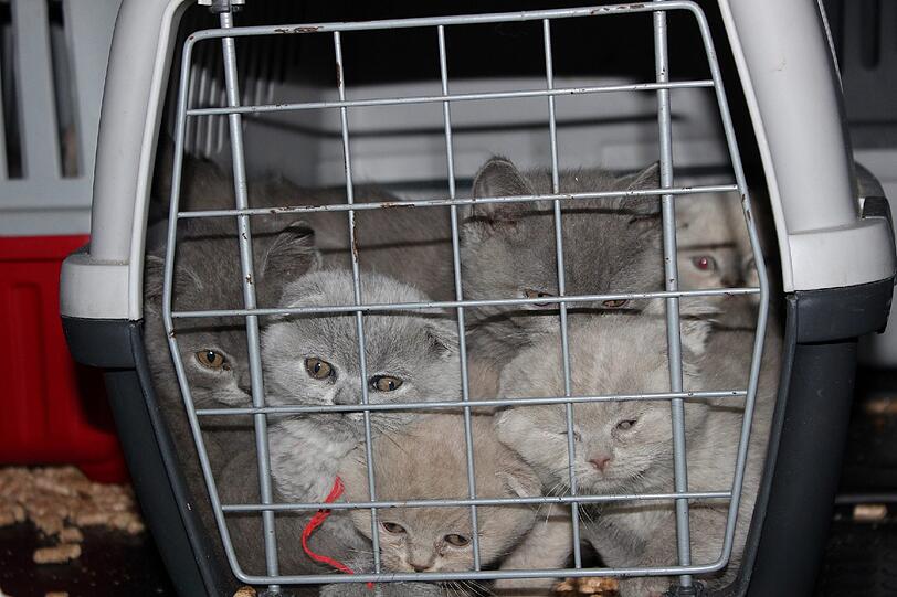 Die Katzenbabys bei der Aufnahme in die Quarantänestation des Tierheims.