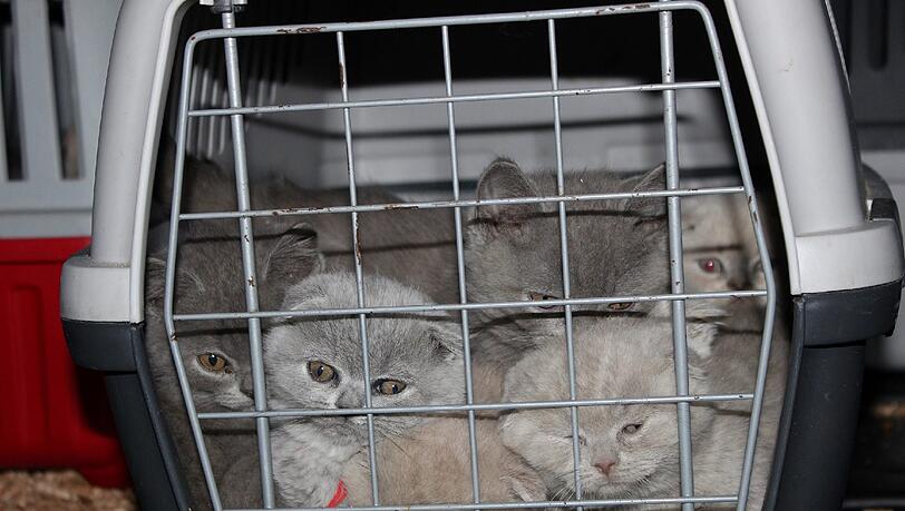 Die Katzenbabys bei der Aufnahme in die Quarantänestation des Tierheims. Die Katzenbabys bei der Aufnahme in die Quarantänestation des Tierheims.