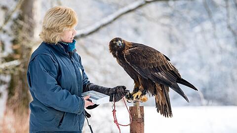 Bestandsaufnahme in Hellabrunn. Hier ist Tierpflegerin Vasiliki Manouri mit Steinadler Adonis zu sehen.