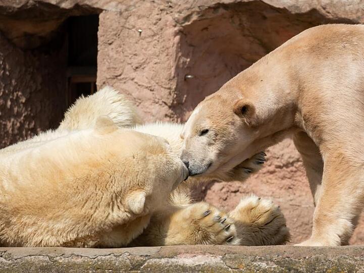 Eisbärmännchen Nanuq (l.) und Eisbärweibchen Vera liegen in ihrem Gehege im Tiergarten Nürnberg. Foto: Daniel Karmann