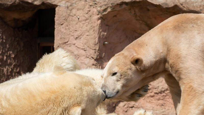 Eisbärmännchen Nanuq (l.) und Eisbärweibchen Vera liegen in ihrem Gehege im Tiergarten Nürnberg. Foto: Daniel Karmann Eisbärmännchen Nanuq (l.) und Eisbärweibchen Vera liegen in ihrem Gehege im Tiergarten Nürnberg. Foto: Daniel Karmann