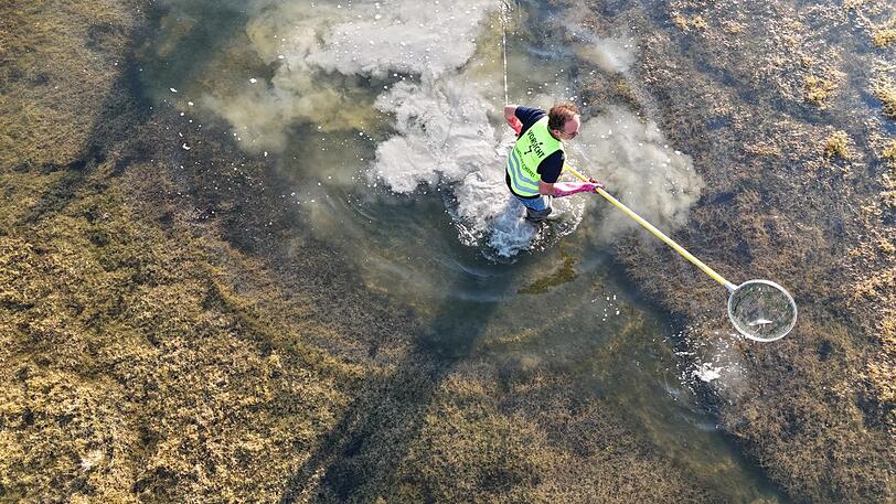 Ein Ehrenamtlicher mit Kescher im Flachwasser des Sylvensteinsees. Ein Ehrenamtlicher mit Kescher im Flachwasser des Sylvensteinsees.