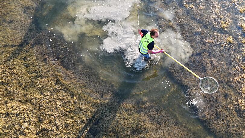 Ein Ehrenamtlicher mit Kescher im Flachwasser des Sylvensteinsees. Ein Ehrenamtlicher mit Kescher im Flachwasser des Sylvensteinsees.
