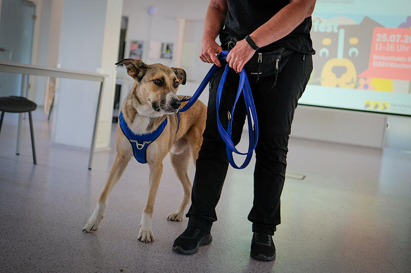 492 Hunde lebten im Jahr 2025 im Münchner Tierheim. Manche von ihnen suchen noch ein Zuhause. So auch der Mischlingsrüde Rick (2). 492 Hunde lebten im Jahr 2025 im Münchner Tierheim. Manche von ihnen suchen noch ein Zuhause. So auch der Mischlingsrüde Rick (2).