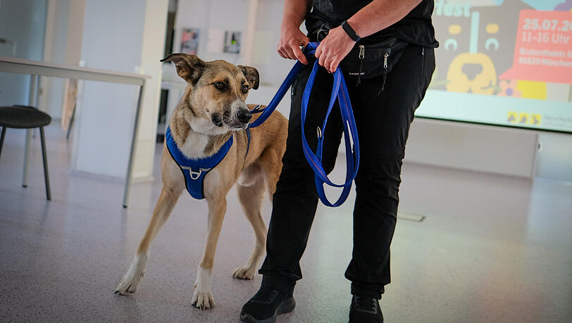 492 Hunde lebten im Jahr 2025 im Münchner Tierheim. Manche von ihnen suchen noch ein Zuhause. So auch der Mischlingsrüde Rick (2). 492 Hunde lebten im Jahr 2025 im Münchner Tierheim. Manche von ihnen suchen noch ein Zuhause. So auch der Mischlingsrüde Rick (2).