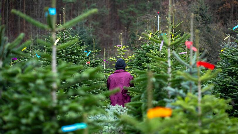 Die Banderolen stehen für die unterschiedlichen Preisklassen. Aber was kosten die Christbäume in diesem Jahr in Bayern? (Symbolbild) Die Banderolen stehen für die unterschiedlichen Preisklassen. Aber was kosten die Christbäume in diesem Jahr in Bayern? (Symbolbild)