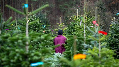 Die Banderolen stehen für die unterschiedlichen Preisklassen. Aber was kosten die Christbäume in diesem Jahr in Bayern? (Symbolbild)