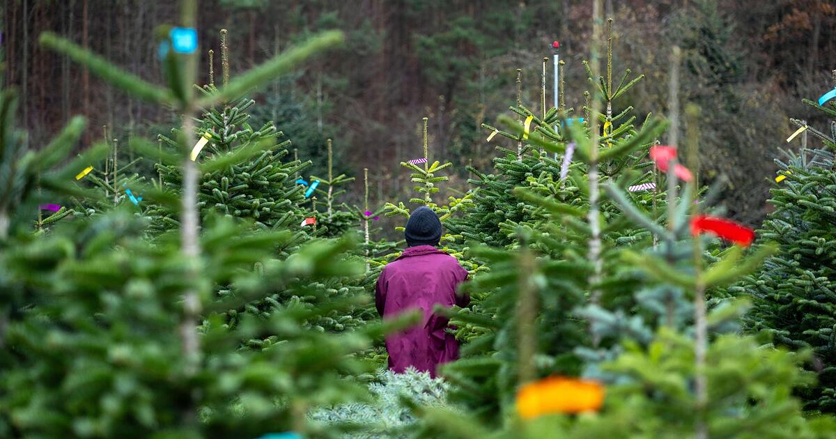Christbaumsaison-bereits-er-ffnet-Das-kosten-Weihnachtsb-ume-dieses-Jahr-in-Bayern