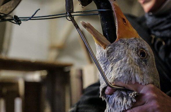 Bei uns verboten: In einer französischen Mastanlage wird eine Gans &bdquo;gestopft&ldquo;. Mehrmals täglich müssen die Tiere diese Prozedur erleiden.