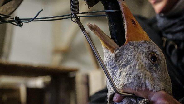 Bei uns verboten: In einer französischen Mastanlage wird eine Gans „gestopft“. Mehrmals täglich müssen die Tiere diese Prozedur erleiden. Bei uns verboten: In einer französischen Mastanlage wird eine Gans „gestopft“. Mehrmals täglich müssen die Tiere diese Prozedur erleiden.
