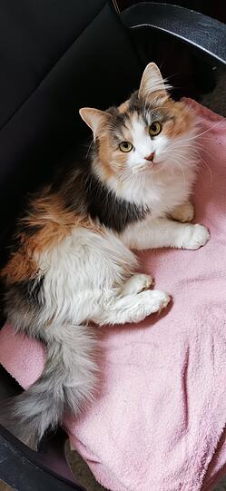 Nicaise