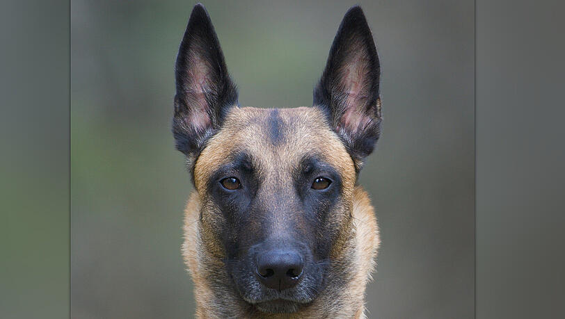 Polizeihund "Bazanka" kommt allen Dieben auf die Schliche. Polizeihund "Bazanka" kommt allen Dieben auf die Schliche.