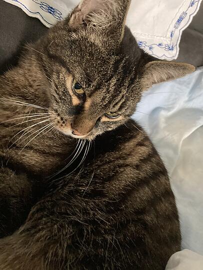 Momo Kater Robin