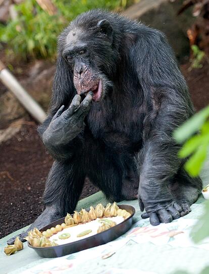 "Toni" wird 50: Der Methusalem-Affe aus dem, Tierpark Hellabrunn hat Geburtstag gefeiert. Die Bilder