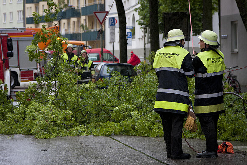 Derweil bringen sich schon Kollegen mit weiteren Seilen in Stellung. Sie werden den Baum gleich umreißen.