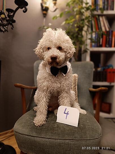 Shodno ist nicht nur äußerst intelligenter Hund, sondern manchmal auch sehr menschlich, dass ich fast vergesse, dass er ein Hund ist.