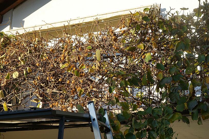 Hobbygärtner und Abteilungsleiter Alexander Friedsam-Neumüller züchtet einen Kiwibaum in seinem Garten in Trudering.