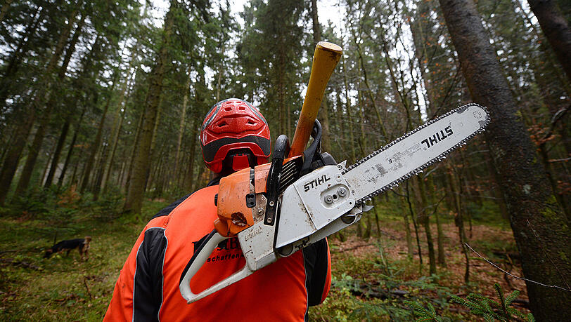 Der Unfall ereignete sich, als der Mann einen Baum gefällt hat. (Symbolbild) Der Unfall ereignete sich, als der Mann einen Baum gefällt hat. (Symbolbild)