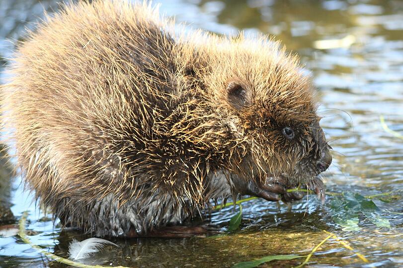 Bokert heißt das süße Biber-Baby, das jetzt im Ententeich des Tierheims eingezogen ist.