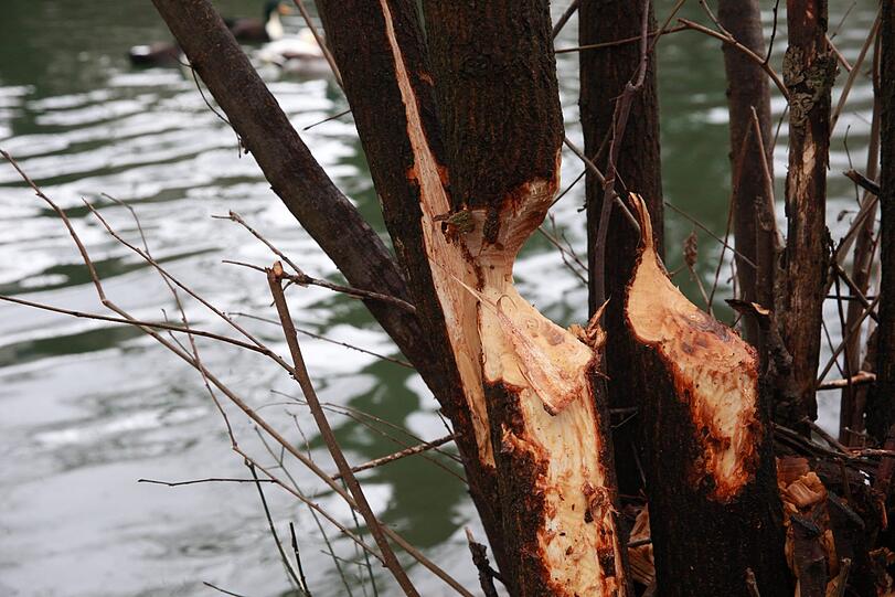 Der Biber fühlt sich an der Isar offenbar so richtig wohl und lässt es sich schmecken. Schön ist das nicht, beunruhigt muss wegen der Biber-Schäden aber niemand sein.