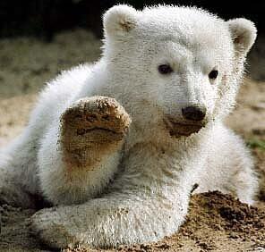 Eisbär Knut als Baby mit seinem ehemaligen Pfleger.