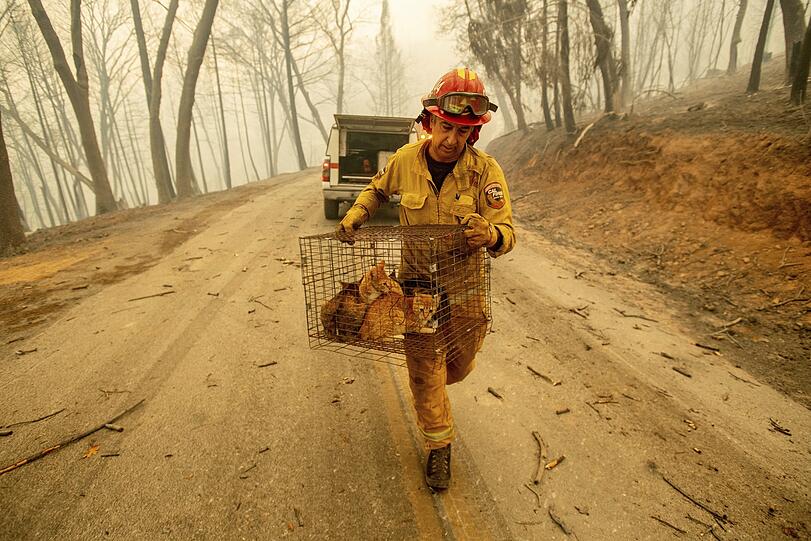 Feuerwehrmann Steve Millosovich trägt einen Katzenkäfig, während er das "Camp Fire" bei Big Bend bekämpft. Der Käfig war von der Ladefläche des Pick-Ups eines Anwohners gefallen, der sich in Sicherheit brachte.