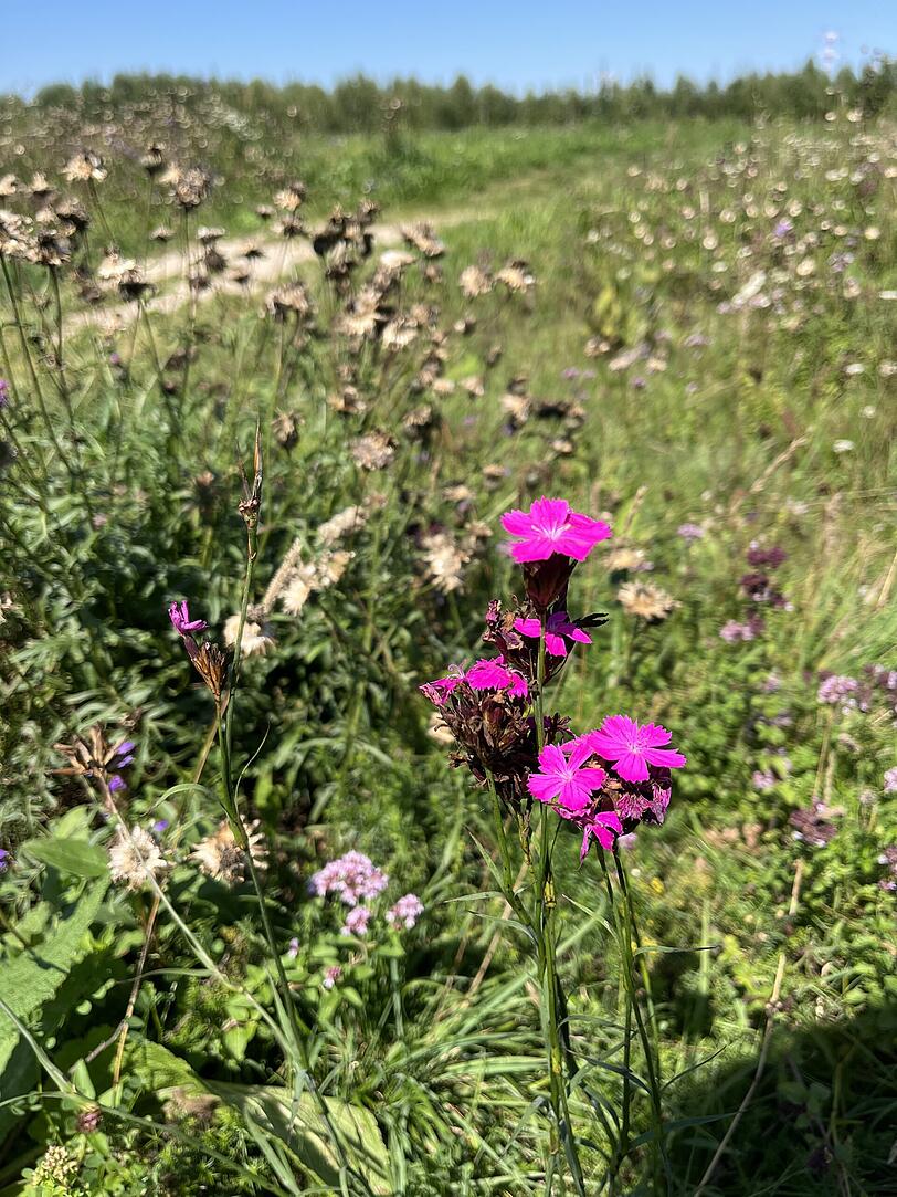 Die Langwieder Heide ist ein Refugium für geschützte Pflanzen. Die Langwieder Heide ist ein Refugium für geschützte Pflanzen.