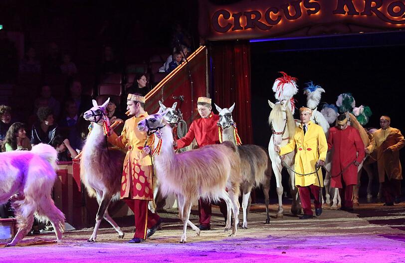 Lamas, Pferde, Kamele