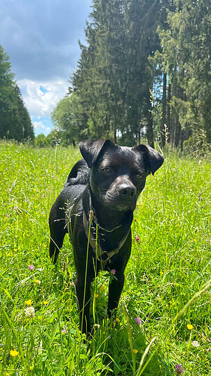 Trüffel