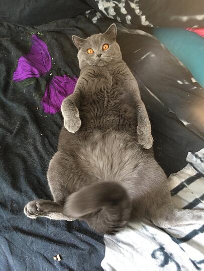 Max