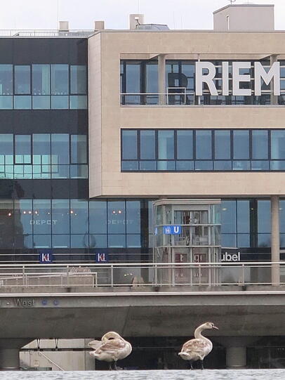 Ein Schwanenpaar hat der Fotograf auch noch abgelichtet.