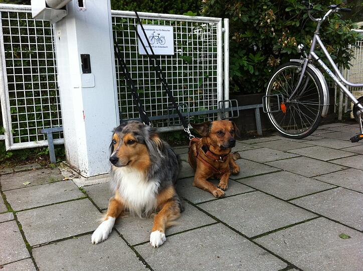 ... hatte jemand die beiden Zamperl angebunden. Private Wachhunde? Wohl doch nicht, denn...