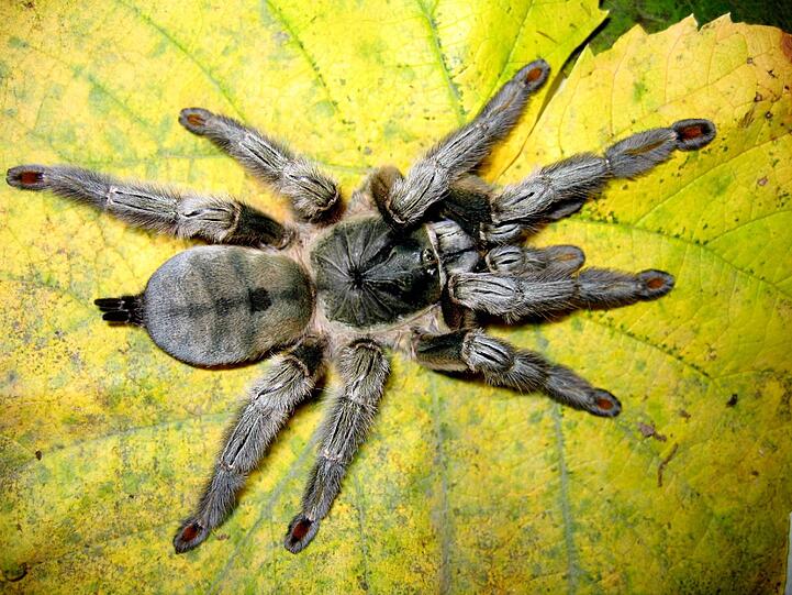 Psalmopoeus cambridgei heißt dieses putzige Tierchen.